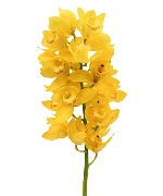 Địa lan vàng mít (B)