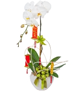 Chậu lan trắng 1 cành 01