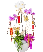 Lan Hồ Điệp Xuân