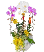 Chậu lan 3 cành trắng hồng