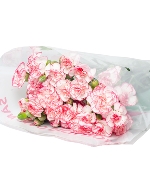 Cẩm chướng chùm trắng viền hồng (20 cành)