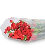 Cẩm chướng chùm đỏ (20 cành)