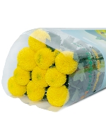 Cúc Ping Pong vàng (10 cành)