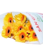 Đồng tiền vàng nhí (20 cành)