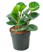 Trường sinh xanh