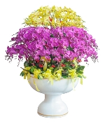 Hồ điệp chậu 100 cành