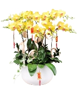 Lan Hồ Điệp xuân mẫu 14