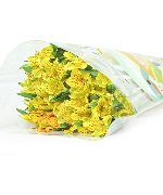 Thủy tiên vàng (10 cành)