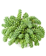 Sen đá chuỗi ngọc bi (chậu lớn)