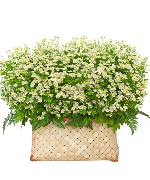 Giỏ cúc tana lớn