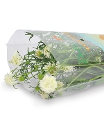 Scabiosa trắng (8-10 cành)