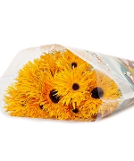 Đồng tiền tua vàng (20 cành)