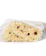 Đồng tiền tua trắng kem (20 cành)