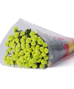 Cúc calimero xanh (10 cành)