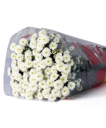 Cúc calimero trắng (10 cành)