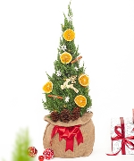 Thông noel size M mẫu 13