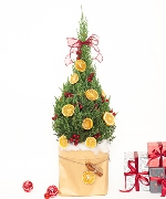 Thông noel size M mẫu 15