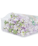 Phi yến kép tím nhạt (10 cành)