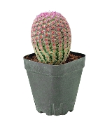 Xương rồng cầu vồng