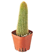 Xương rồng bạc