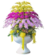 Chậu hồ điệp mix màu 100 cành