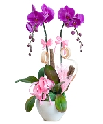 Lan hồ điệp mẫu 15