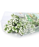 Salem trắng (500g)