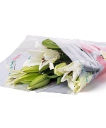 Lily trắng (5 cành)