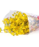 Lan Vũ Nữ Vàng (200g - Loại B)