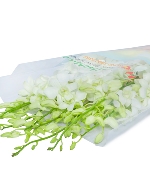 Lan thái trắng (12 cành)