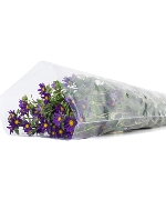 Cúc nhật nhí tím (450gr)