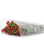 Cúc nhật nhí đỏ (450gr)