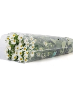 Cúc nhật nhí trắng (450gr)