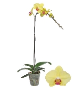 Chậu hồ điệp vàng