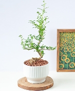 Cây cần thăng mochi