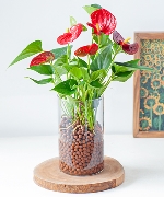 Hồng Môn Thủy Sinh