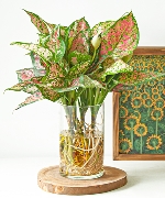 Vạn Lộc Thủy Sinh