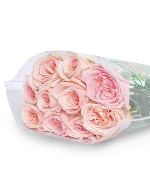 Pink OHara (10 cành)