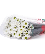 Cúc mai trắng (10 cành)