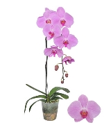 Chậu hồ điệp hồng