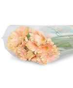 Đồng tiền kem nhí (20 cành)