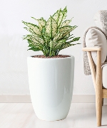 Chậu văn phòng ngọc ngân