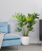 Trầu Bà Thanh Xuân MSP30