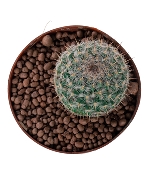 DB xương rồng tú cầu nhỏ