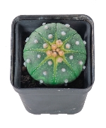 Xương rồng Aster (bí ngô)