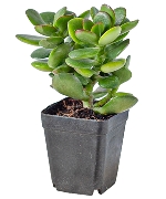 Sen đá ngọc bích nhỏ