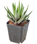 Sen đá móng rồng nhỏ